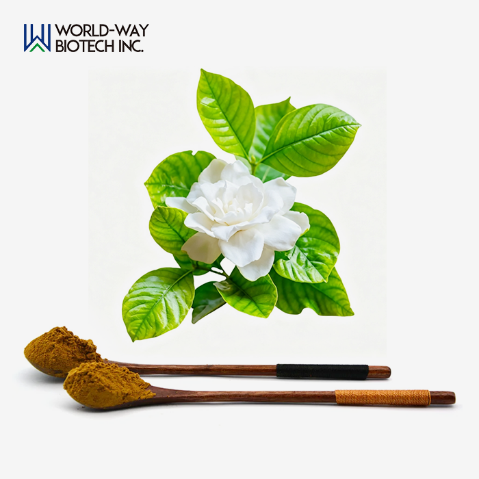 Gardenia Jasminoides Extract